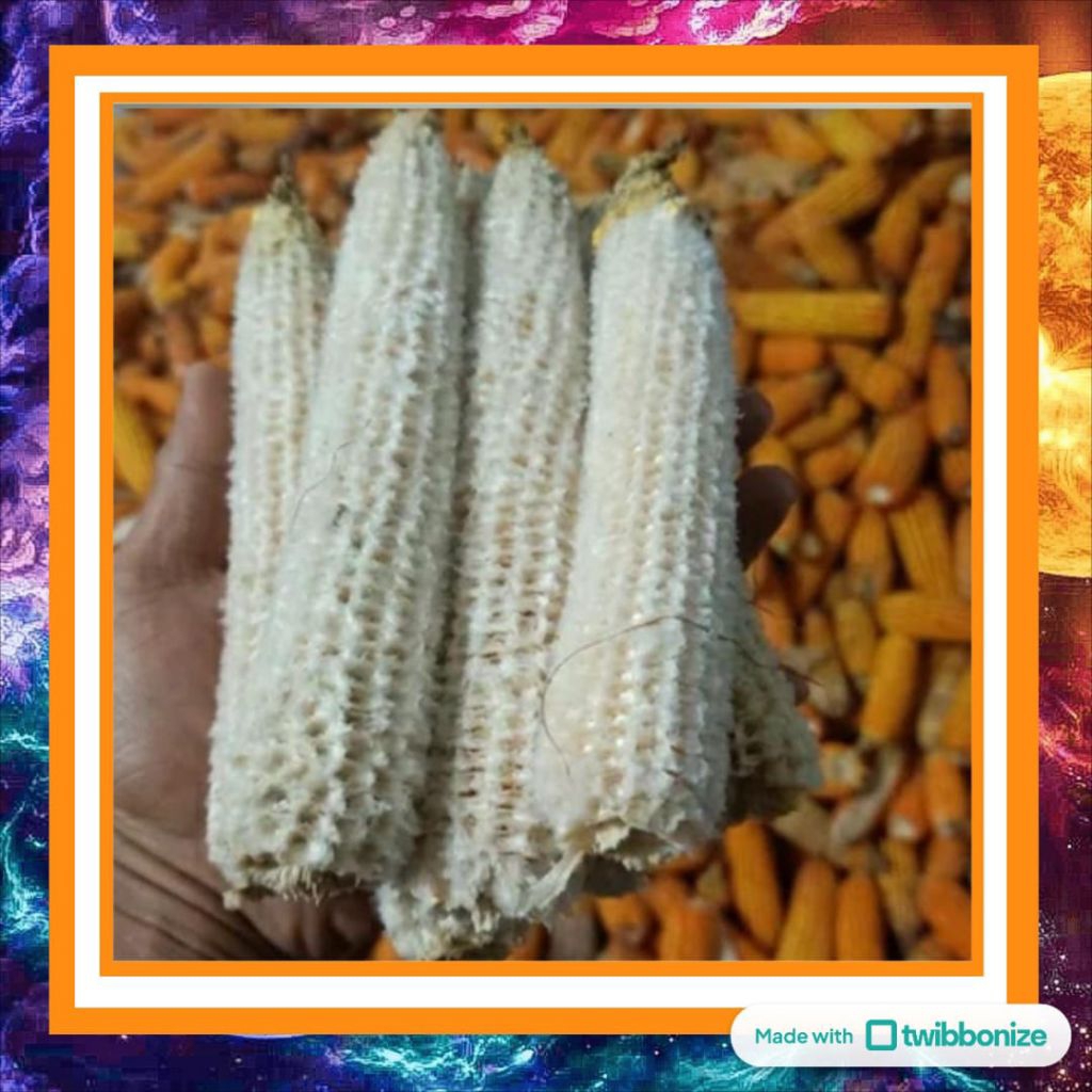 

Bonggol Jagung Kering – Janggel Jagung 250gram – Untuk Pakan, Arang, atau Media Jamur