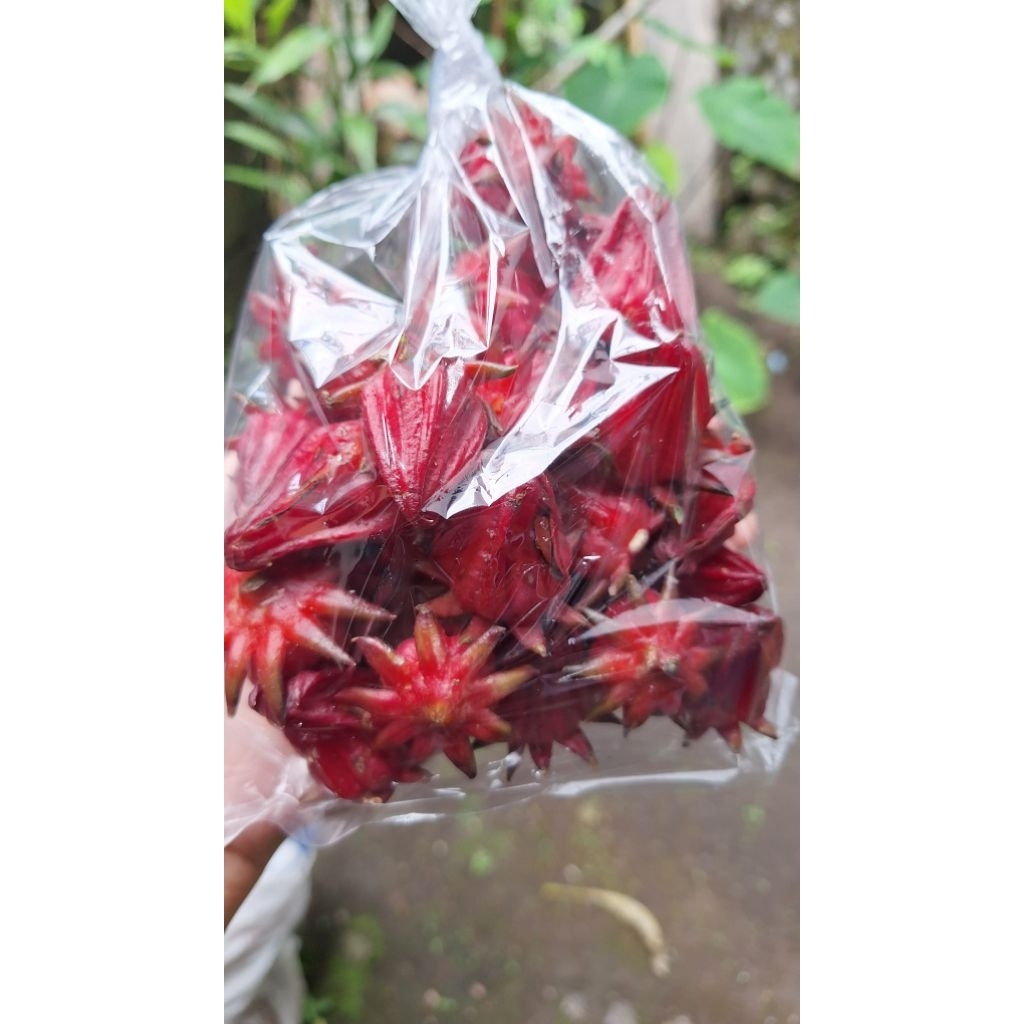 

Bunga Rosela fresh