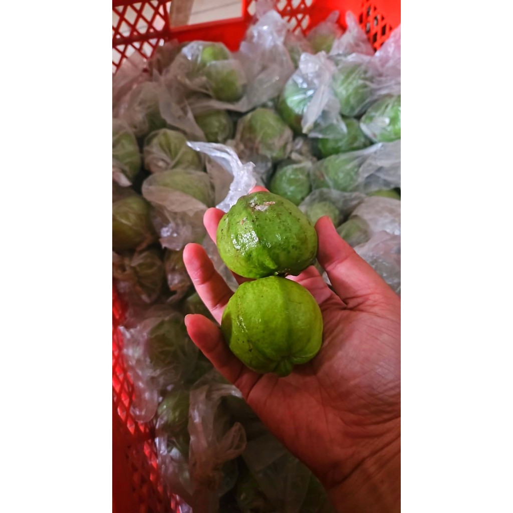

Jambu Merah Biji KECIL kemasan 1kg ( 1000gr )