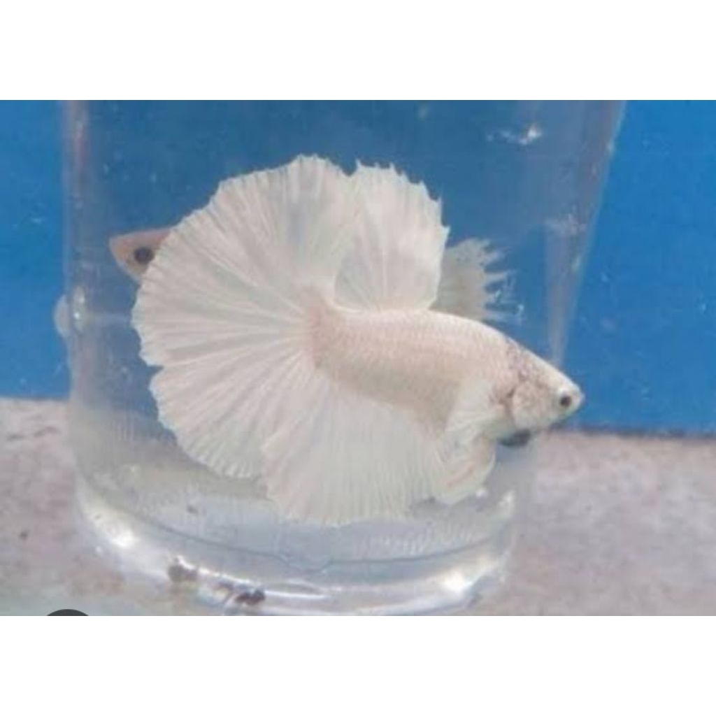 ikan cupang HALFMOON white platinum