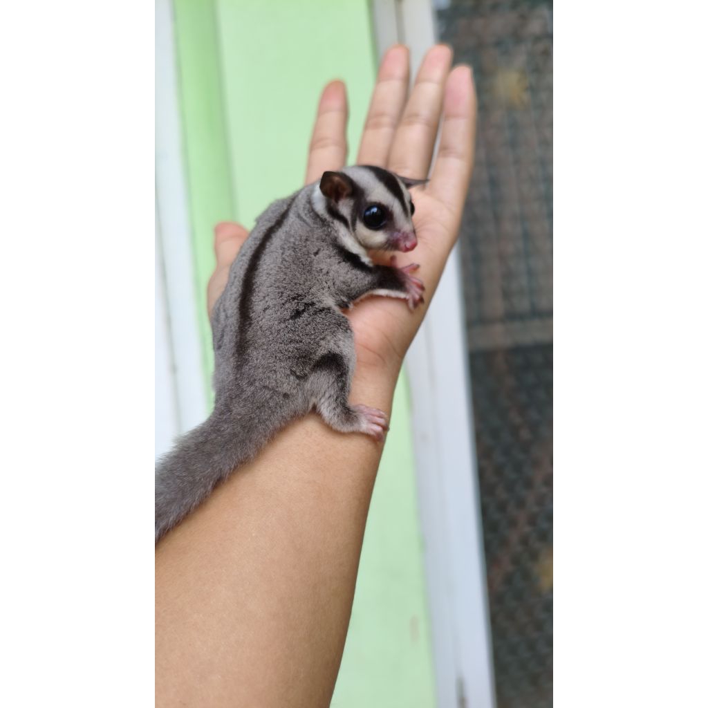 sugarglider joey clasic grey