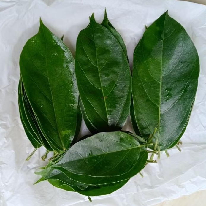 

daun cincau tanpa bulu/cincau perdu segar 100gr