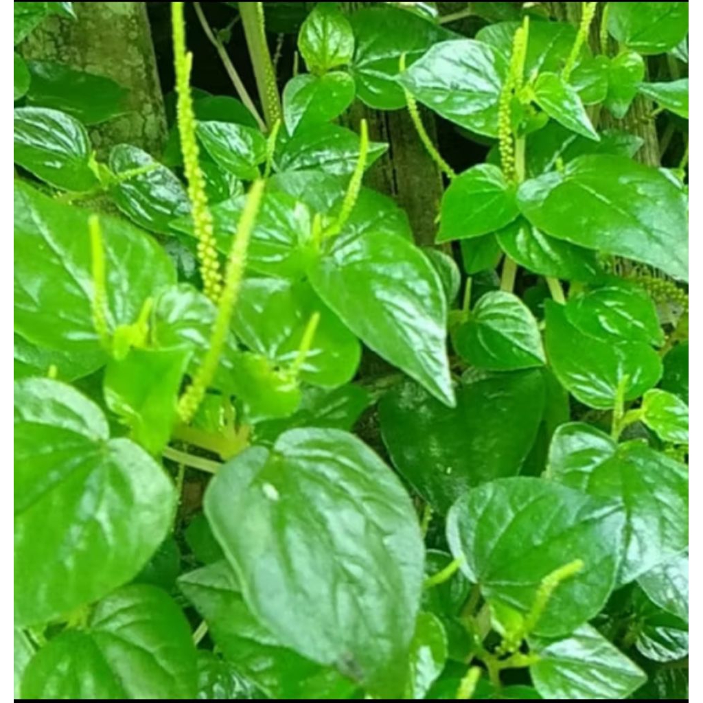 

daun herbal sirih cina 250 grm