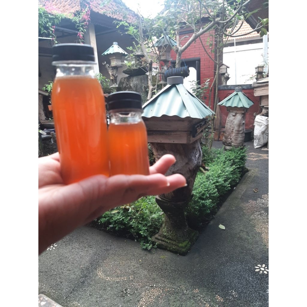 

Madu kelekele (trigona bali ) original 100%
