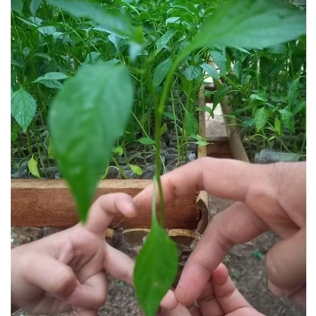 

binit cabe merah keriting jenis akar siap tanam 17cm
