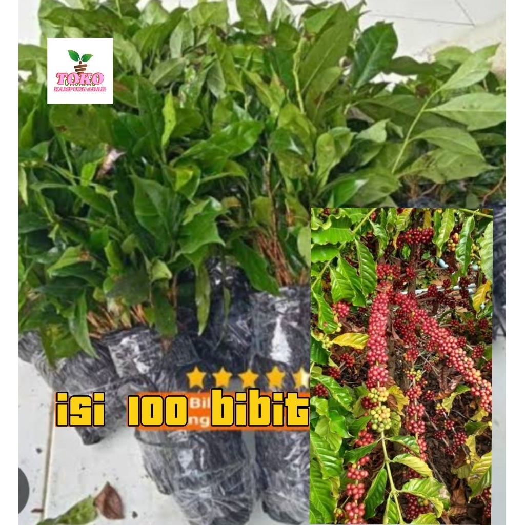 benih kopi robusta isi 100 bibit