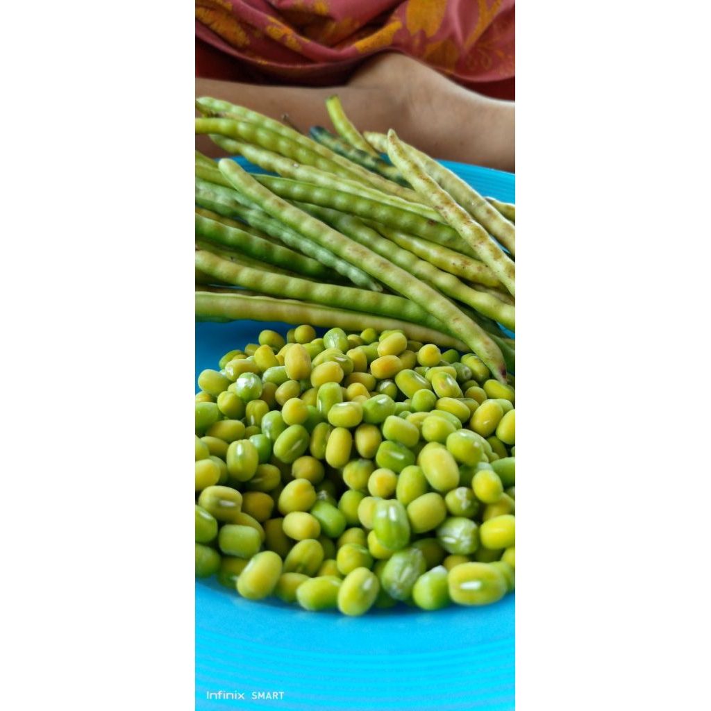 

kacang hijau muda segar 500gram