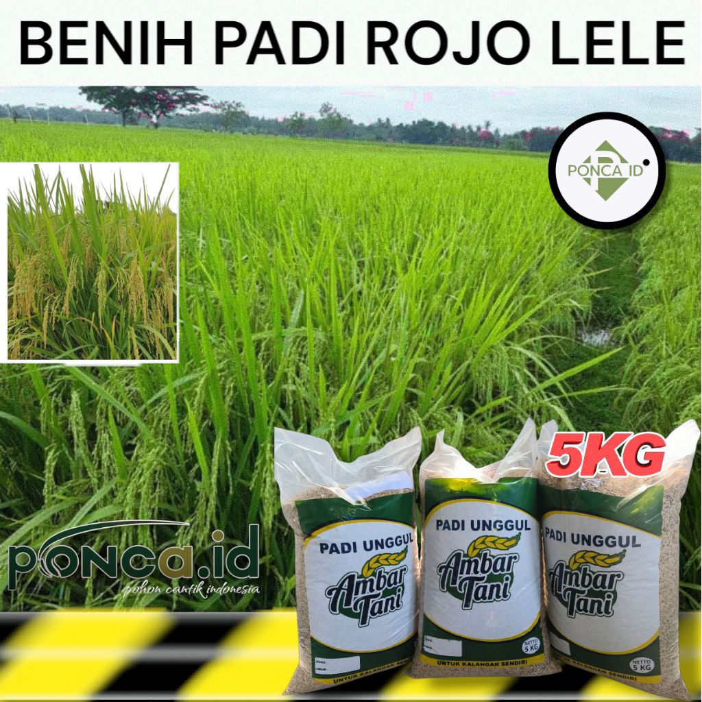 Bibit Padi ROJO LELE benih padi unggul kemasan 5kg