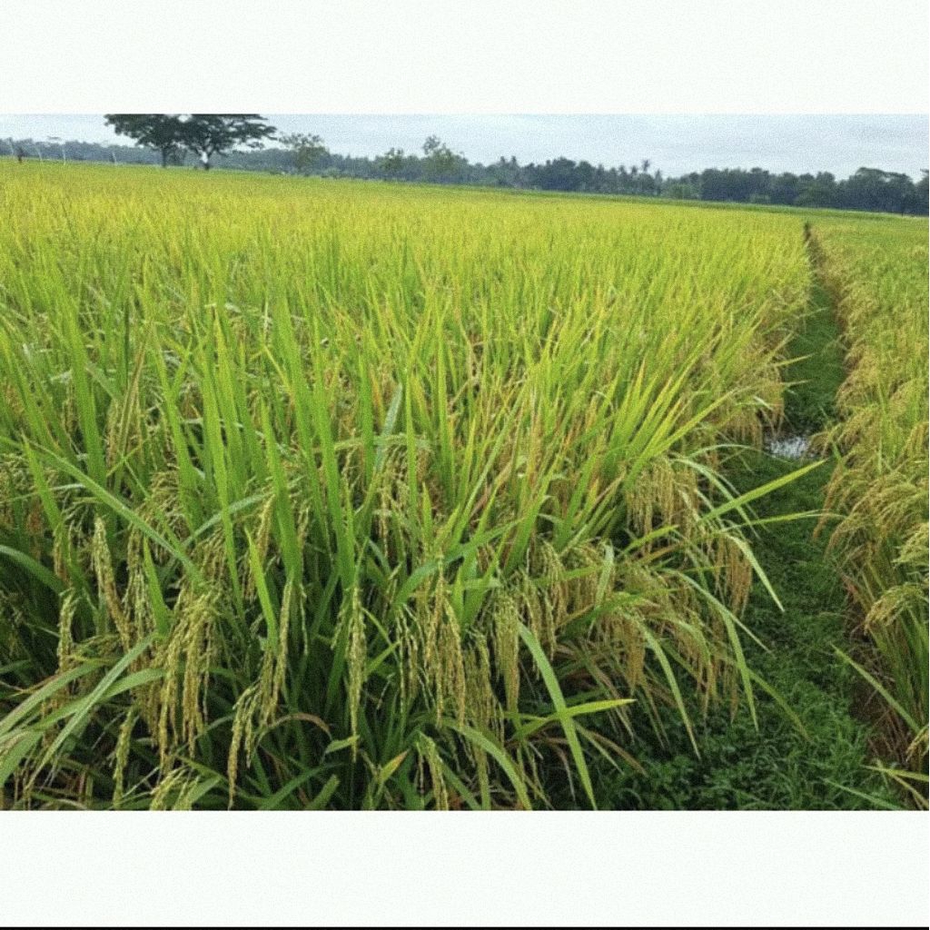 benih padi ROJOLELE kemasan 5kg