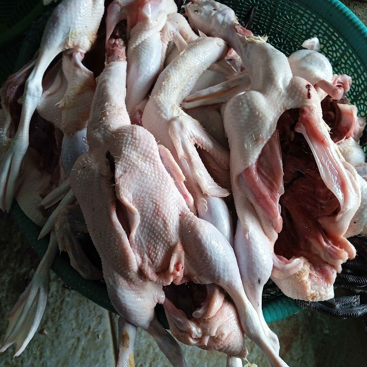 

Bebek Peking Fresh per ekor