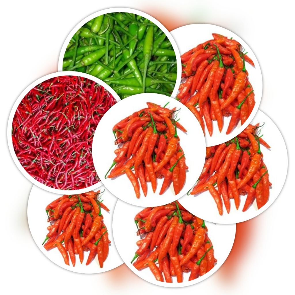 

Cabai harga ekonomis