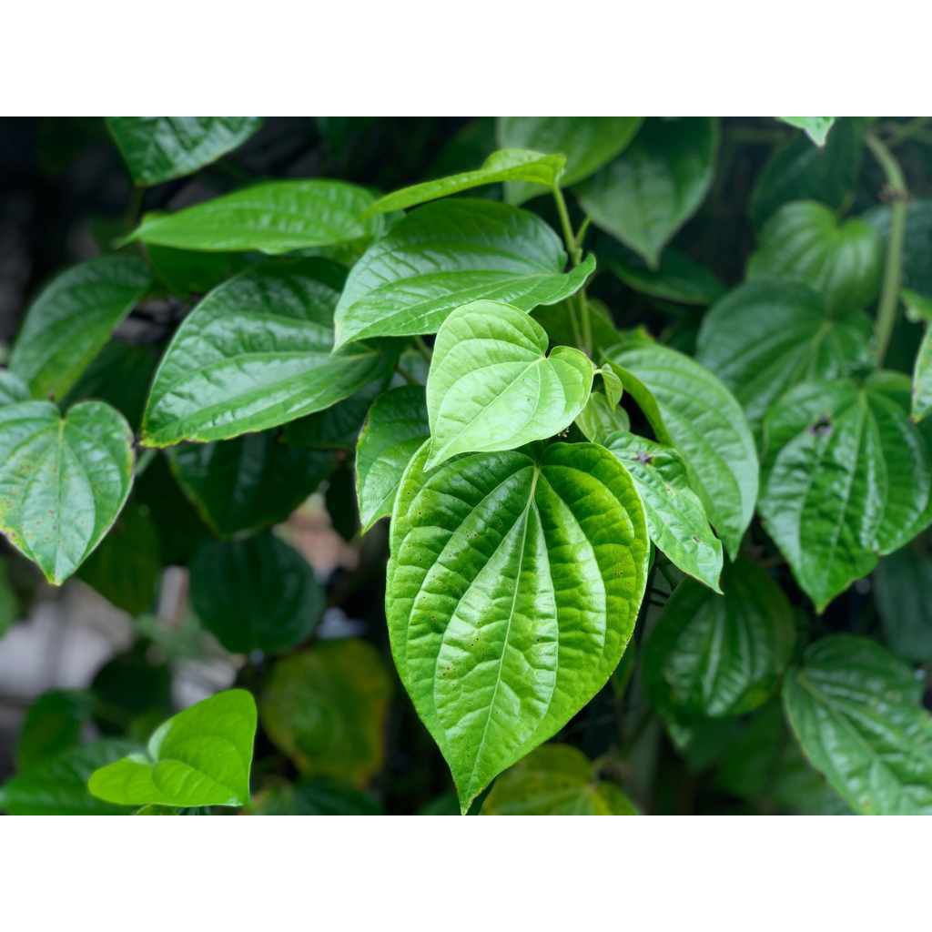 

Daun Sirih Segar Asli—Herbal Alami Serbaguna—Daun Sirih Hijau Pilihan