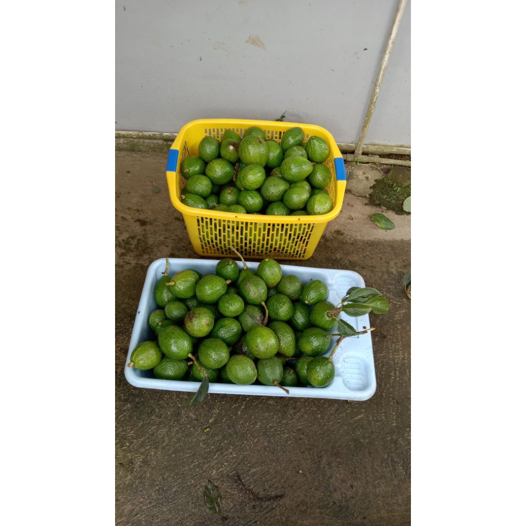 

Alpukat Mentega