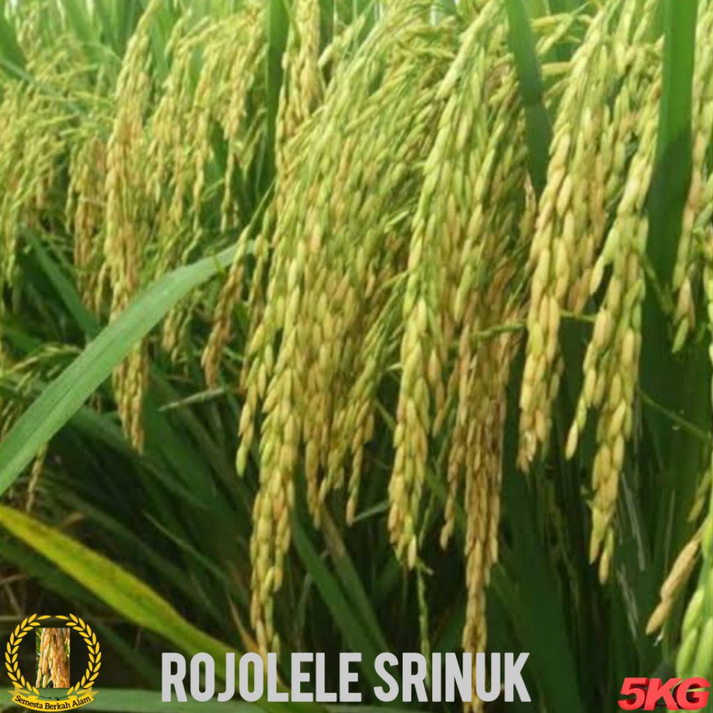 Bibit Padi Rojolele Srinuk Unggul Berkualitas Ultra Super Kemasan 5Kg