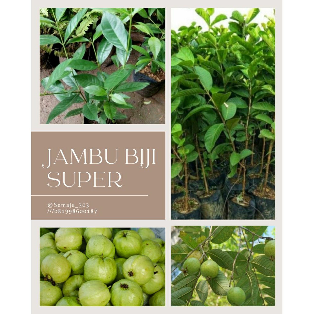 

Jambu biji super manis (aroma strong)