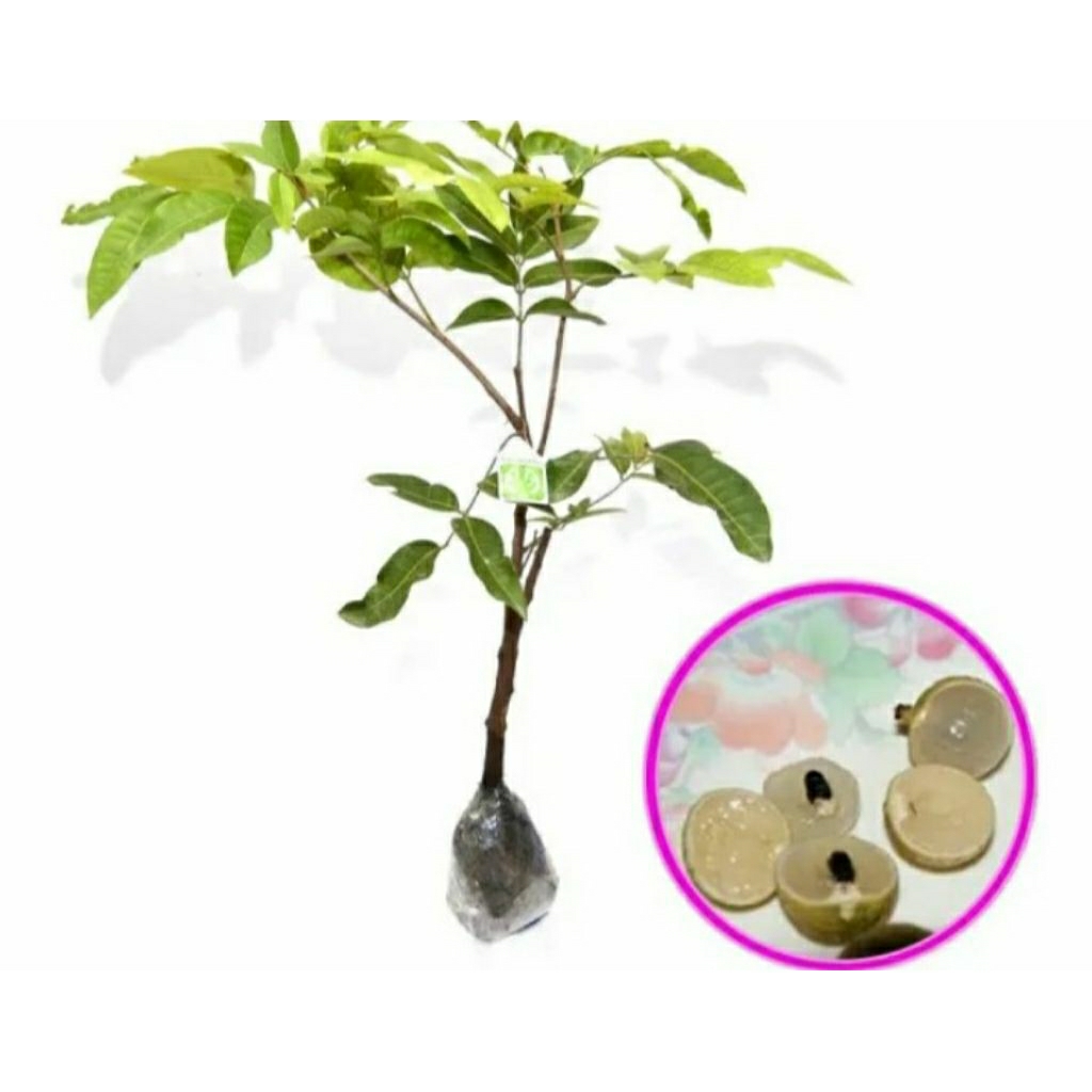 

Kelengkeng super manis