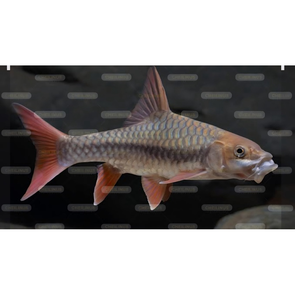 patung tor sinensis ukur 8cm