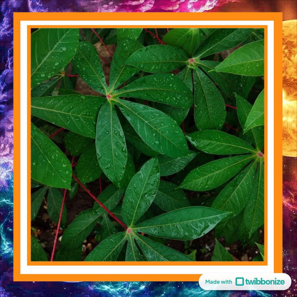 

Daun Singkong Segar Per Lembar – Kaya Serat, Vitamin, dan Baik untuk Pencernaan