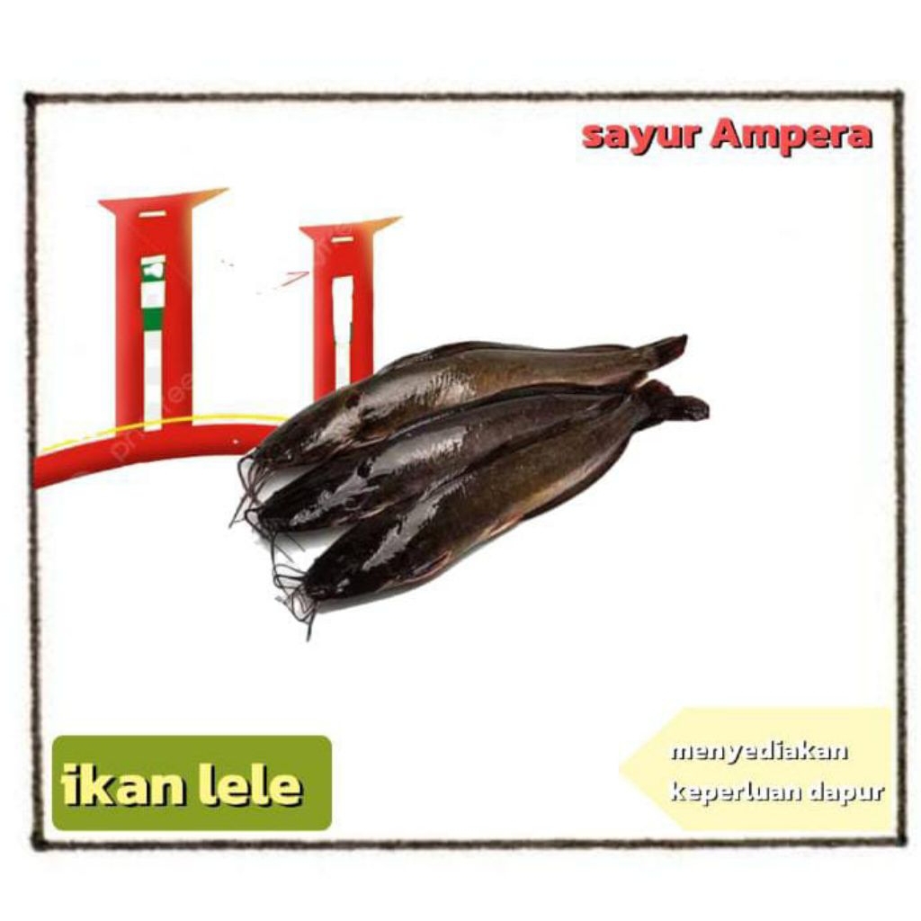 

ikan lele segar dan bersih