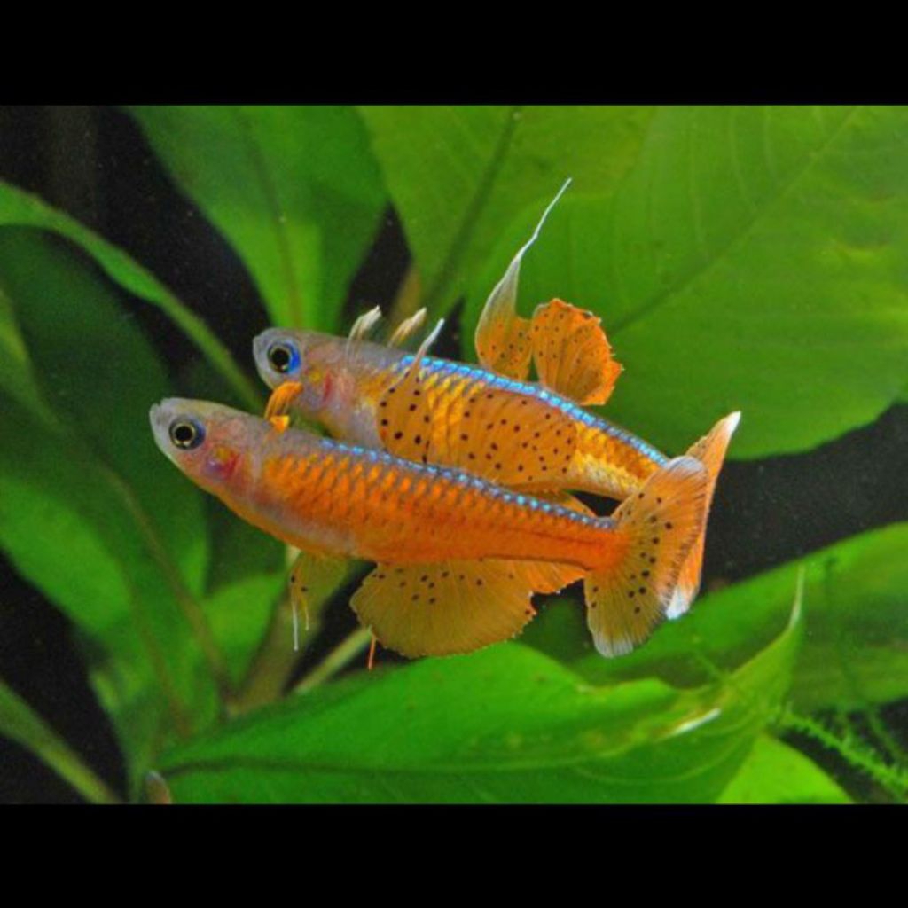 Pseudomugil Paskai (Size Induk)-+3cm | Aquascape