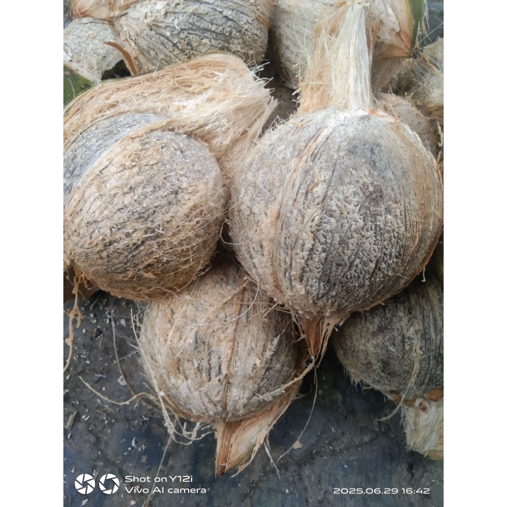 

kelapa syur /kelap santan 40/43