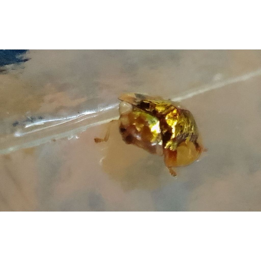 Kepik Emas, Koksi Emas, Kumbang Emas Transparan