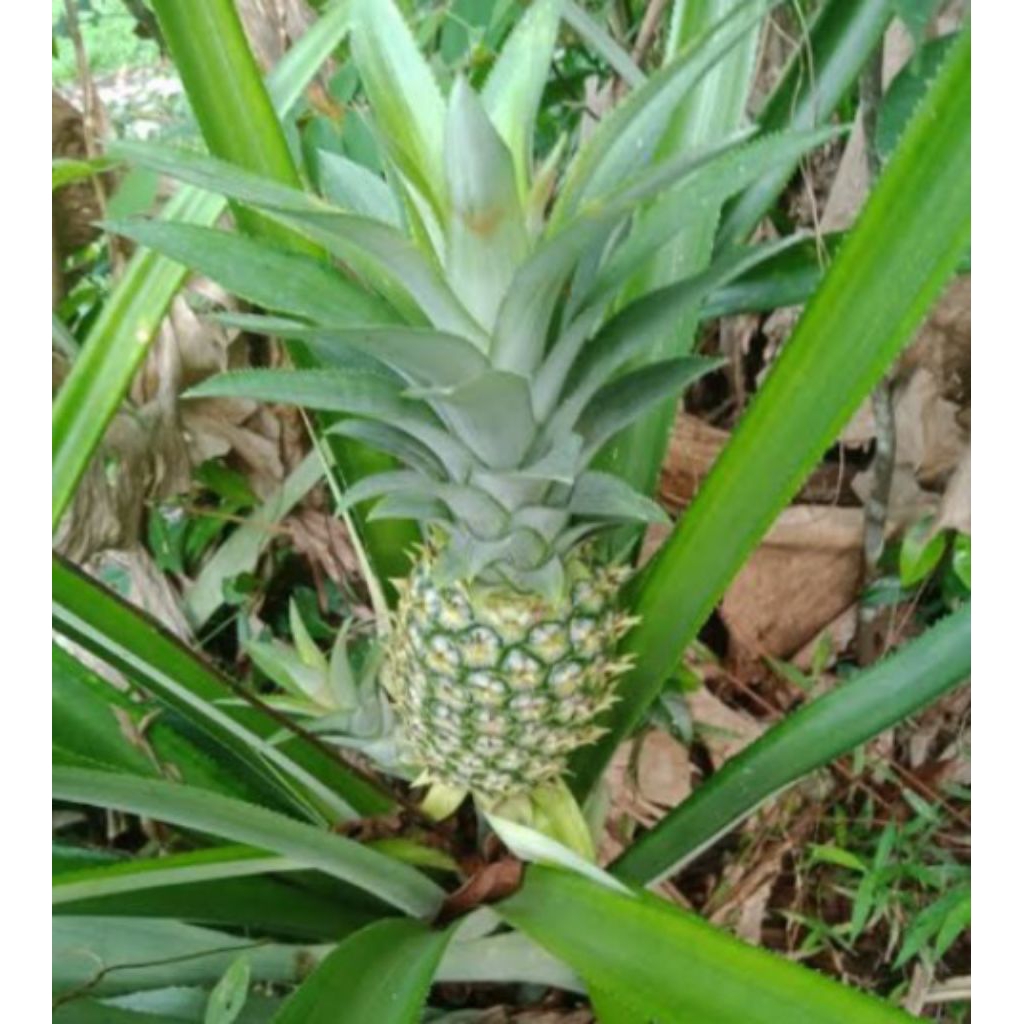 

Buah Nanas Muda Hijau Asli Lokal Besar Fresh per-buah