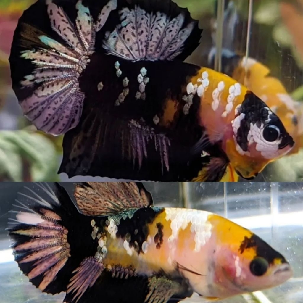 Sepasang Yellow Koi Copper Top Grade