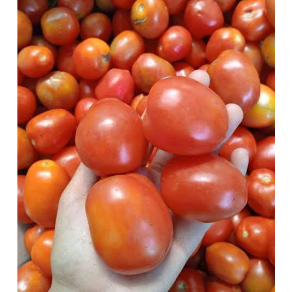 

tomat segar 1kg