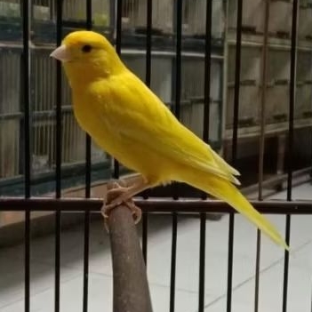 BURUNG KENARI WARNA KUNING (EXTRAJOS) GACOR