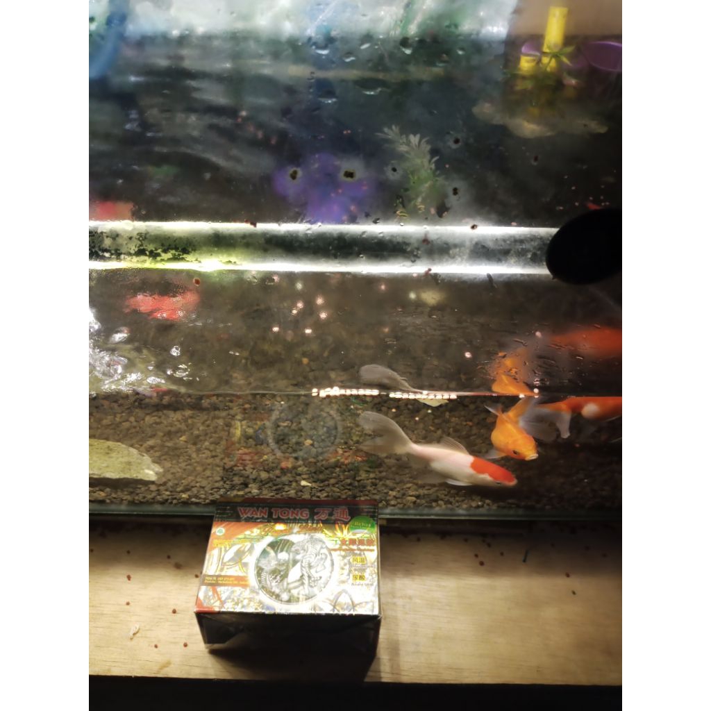 

ikan hias jenis w. t. k asli