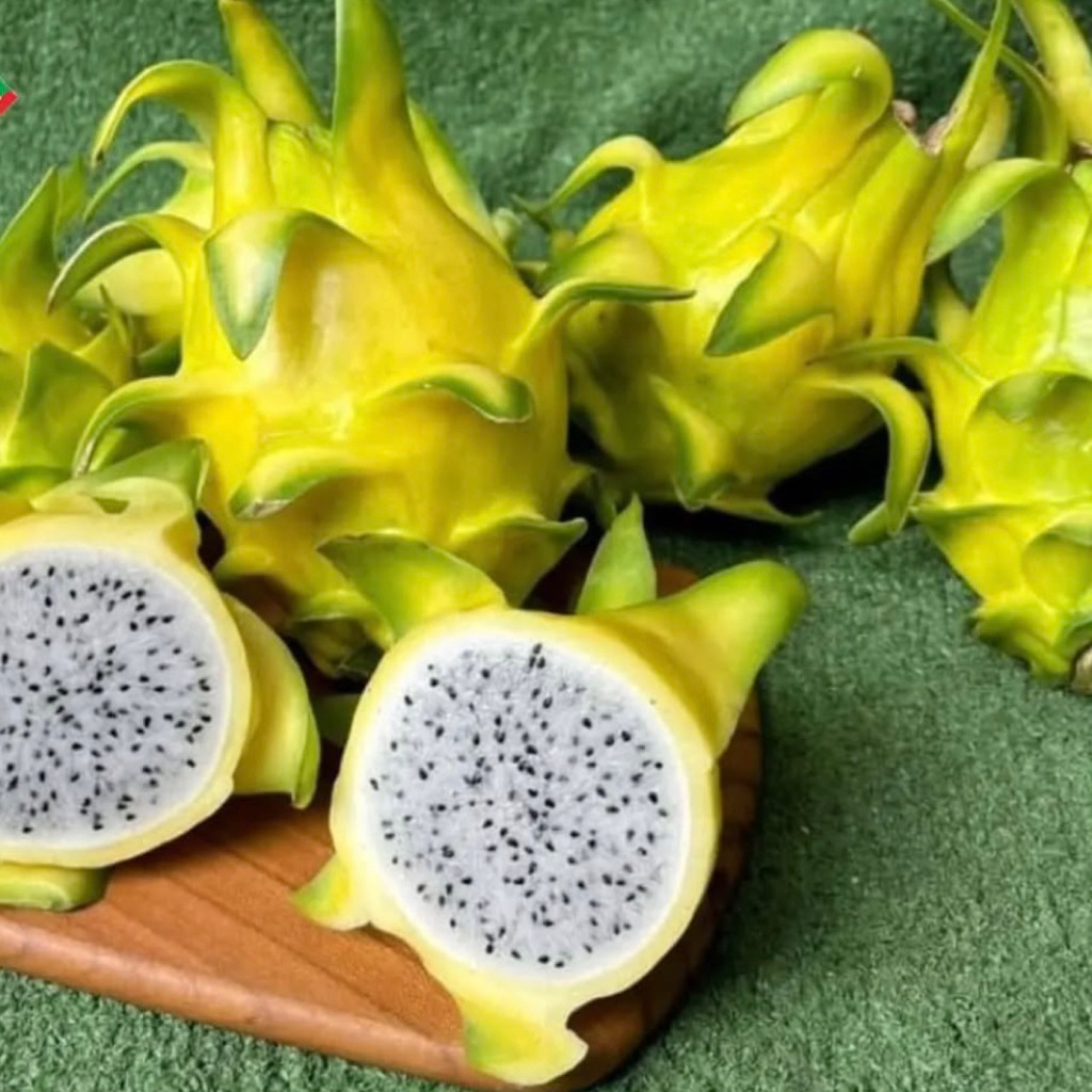 

Buah Naga Kuning Lokal 1 Kg
