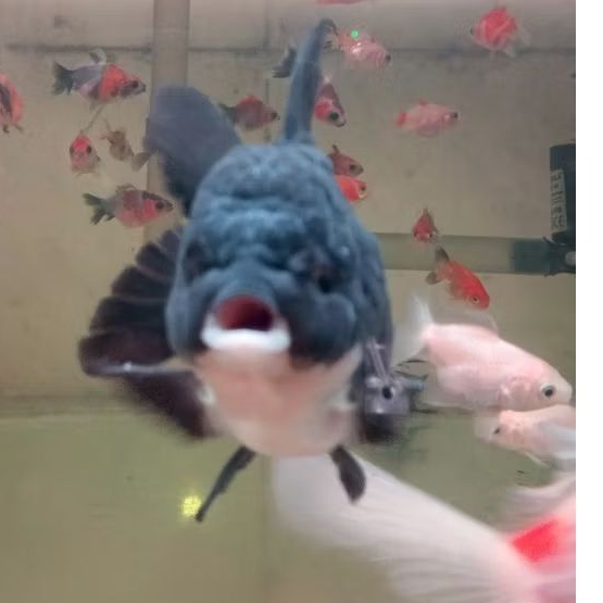 Ikan koki panda hitam putih size 10 cm