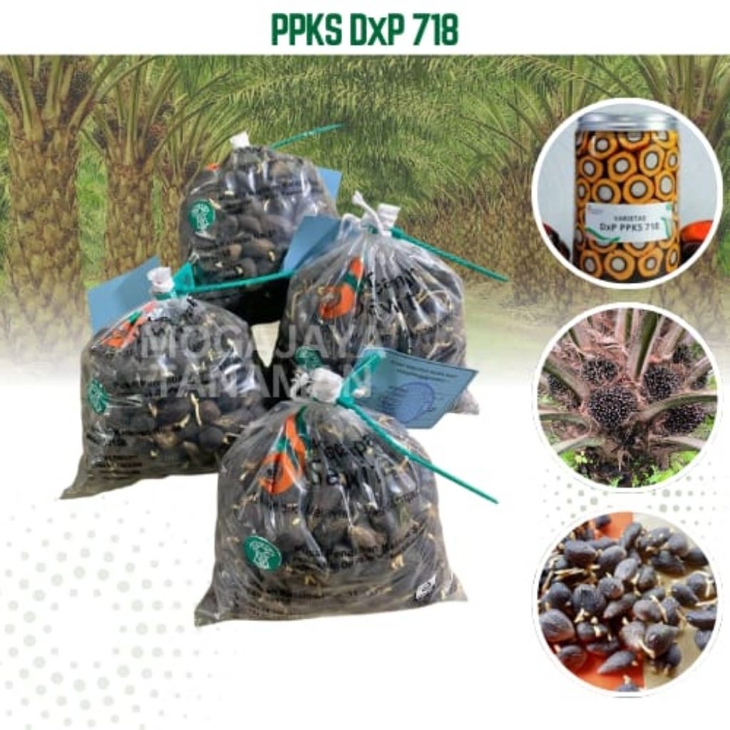 (TERLARIS NO.1) PPKS DxP 718 | Bibit Benih  Kecambah Kelapa Sawit Unggul | 150 Butir | COD