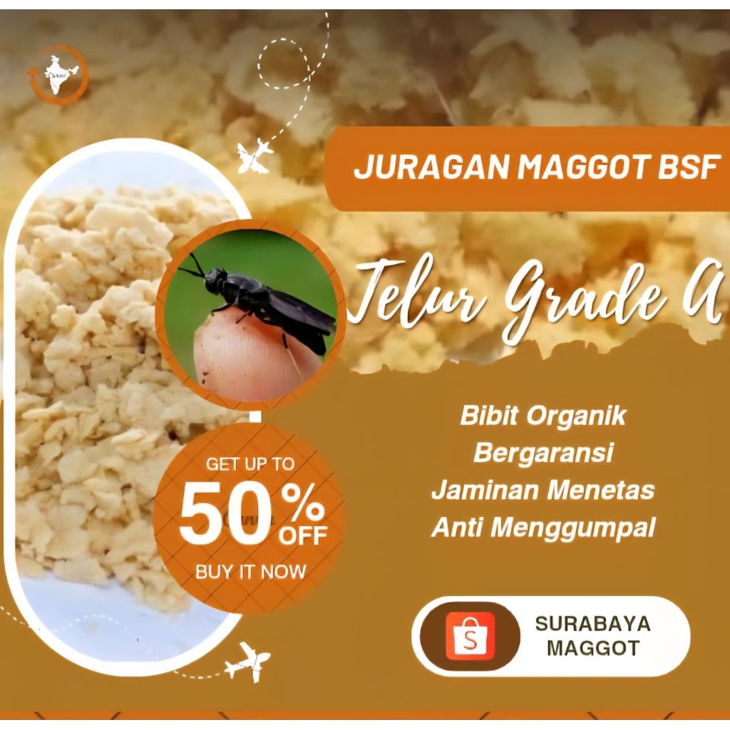 Telur Maggot BSF Per Gram