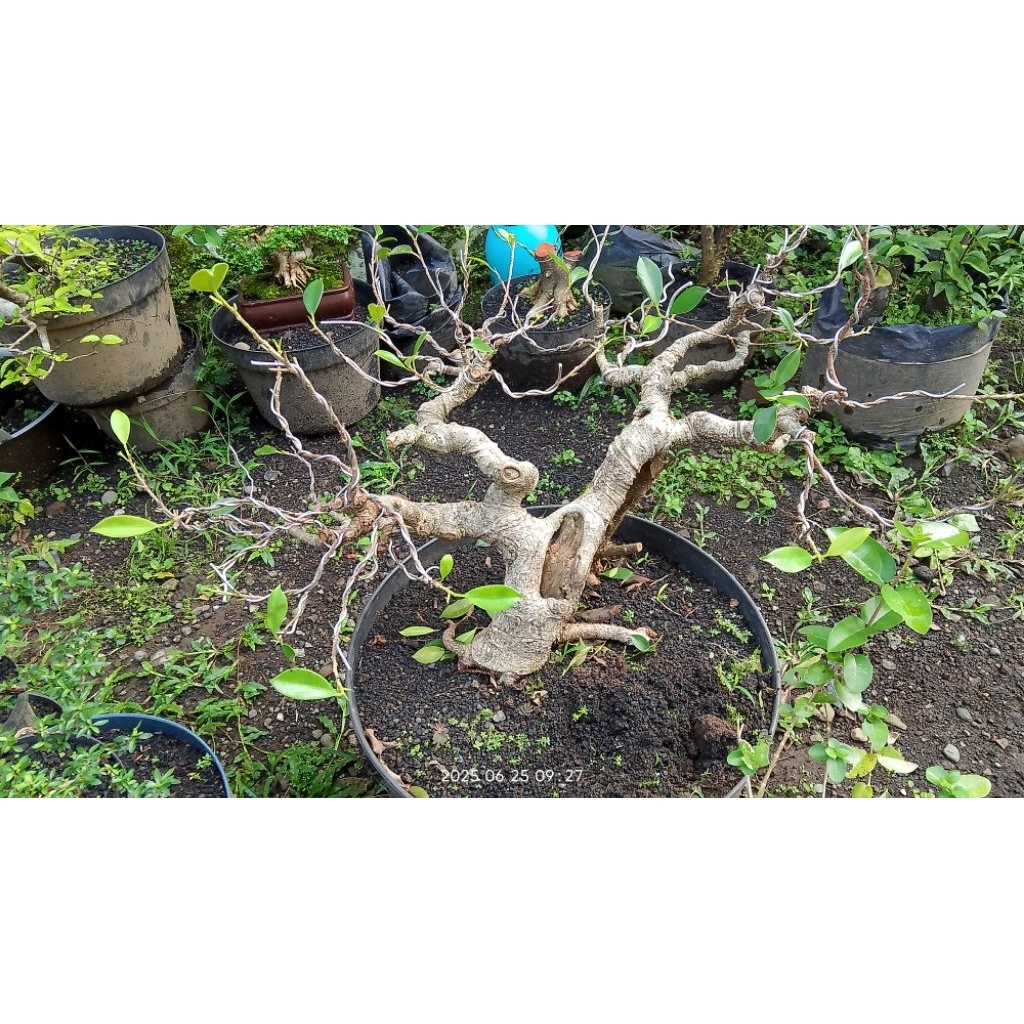 bahan bonsai anting putri besar akar muter