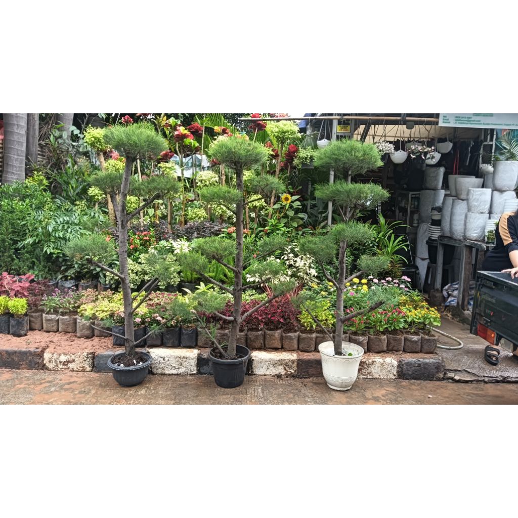 tanaman hias bonsai Cemara udang tinggi 1 meter setegah