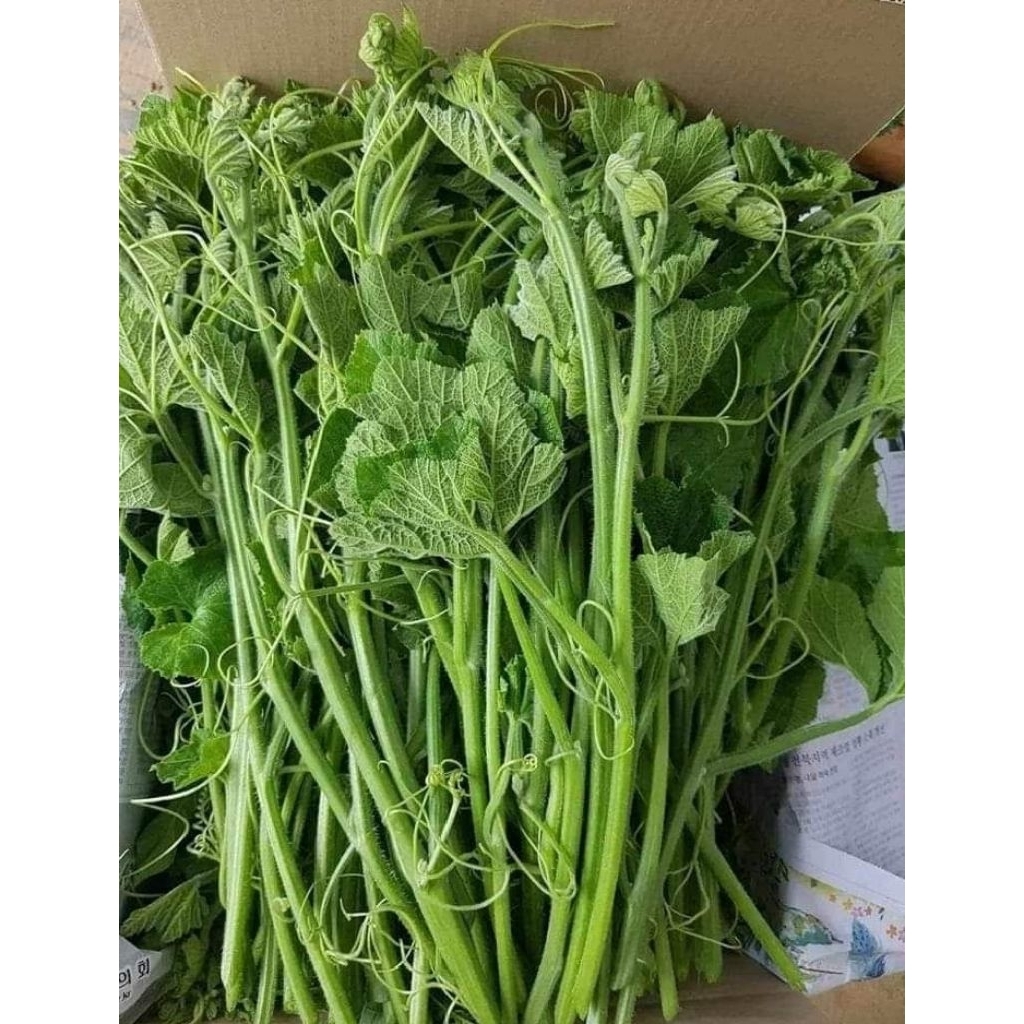 

pucuk labu segar 1ikat