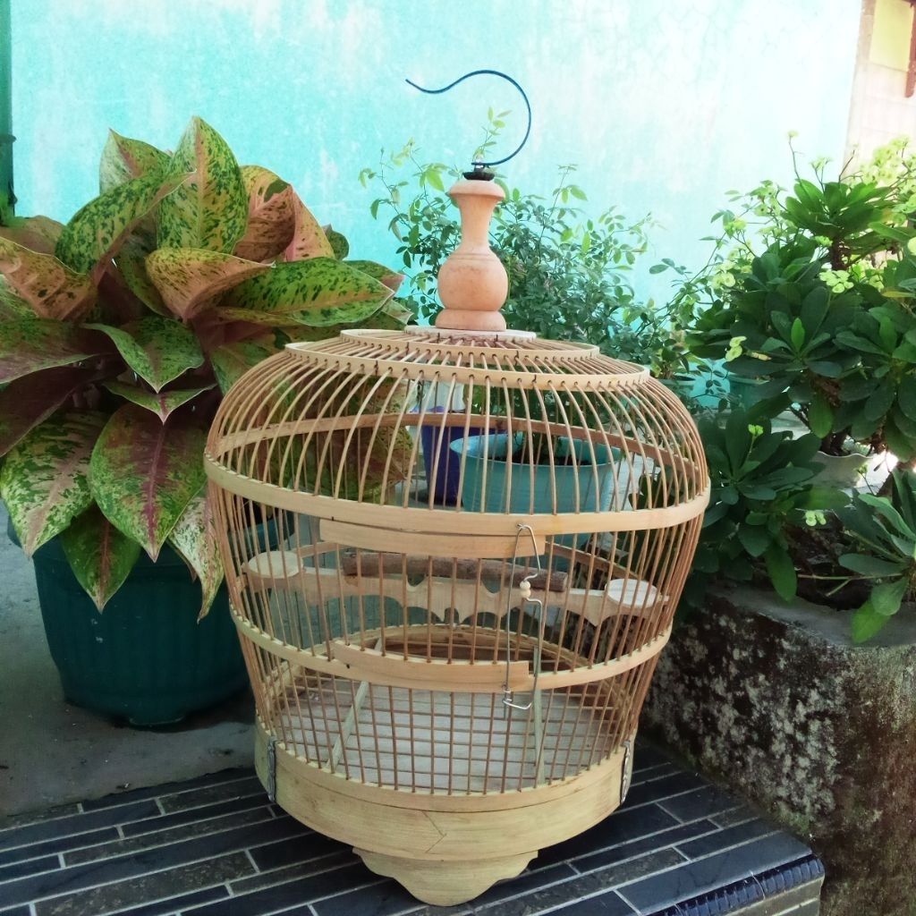 Sangkar Puter & Tekukur