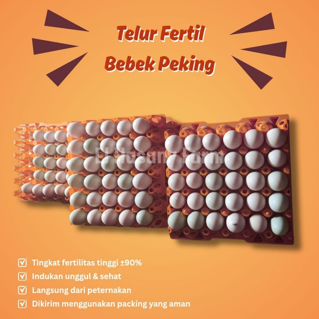 Telur Fertil Bebek Peking