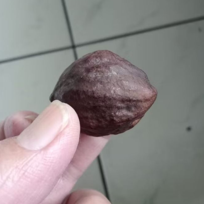 Kemiri Adu Muncang Adu MJ Si Lauk Ori Klaten