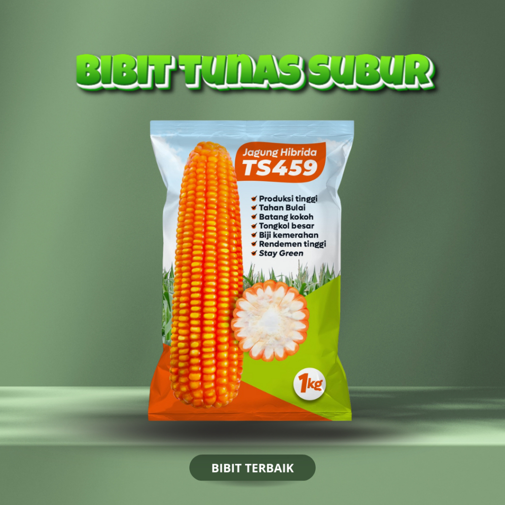 Bibit Jagung Hibrida TS459 Tunas Subur – 1 kg | Benih Biji Bibit Jagung Hibrida Tunas Subur