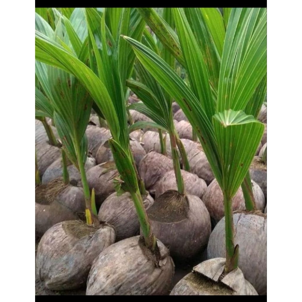 

bibit kelapa hijau/kelapa ijo banyak manfaat