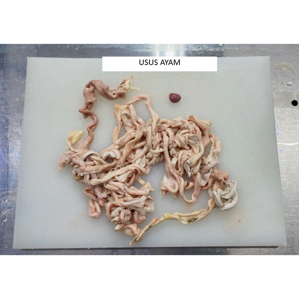 

Usus Ayam Bersih (FRESH & FROZEN) kemasan 1Kg HARVESTLAND