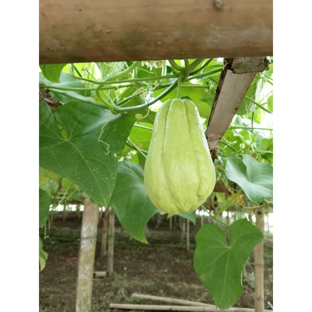 

Sayur sehat labusiam 1kg 6.000