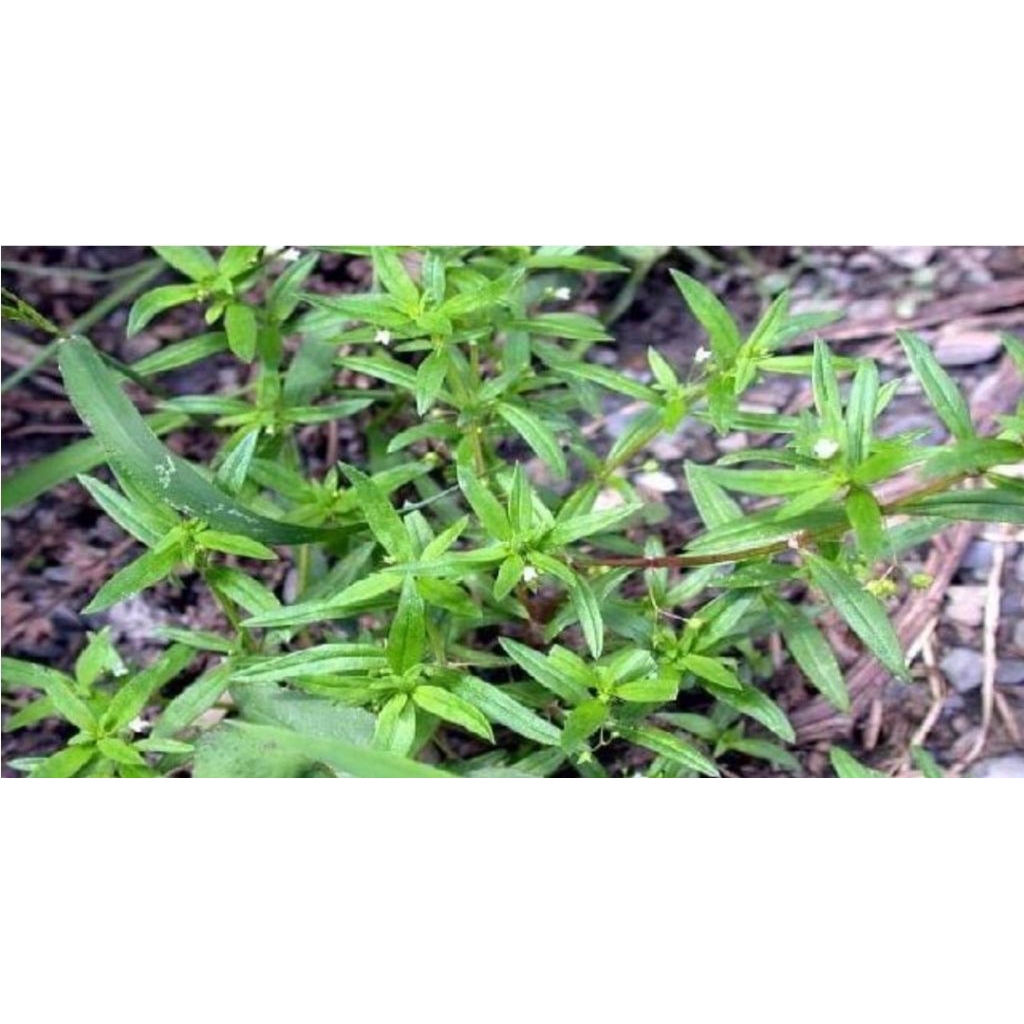 

herbal tumbuhan mutiara/siku siku/
