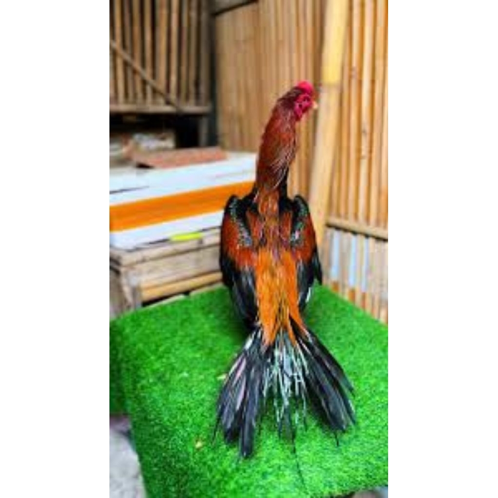 

paket hemat 5 Telur Ayam Bangkok Ekor Lidi asli siap untuk ditetaskan