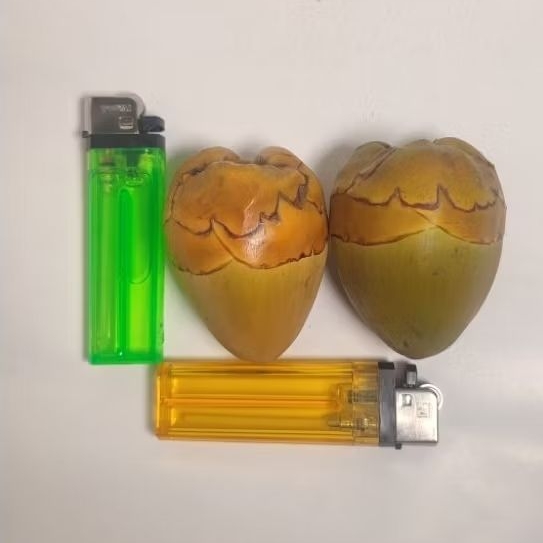 

Bluluk Mini Pentil Kelapa Muda Kecil Fresh Superan Bluruk Tembuluk Obat Herbal Jamu Diabetes Cengkir Beluluk Segar