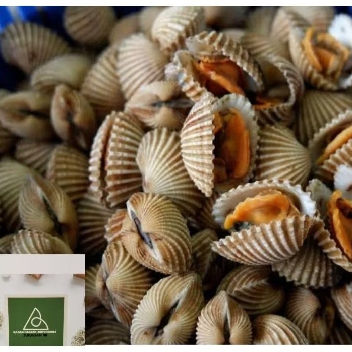 

Kerang Dara Segar 1 Kg