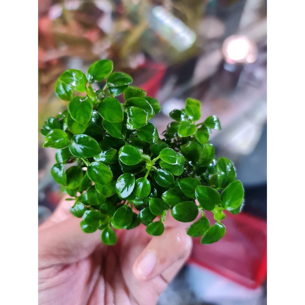 Tanaman Aquascape Anubias Petite Clump/Anubias Petit/Anub Petit